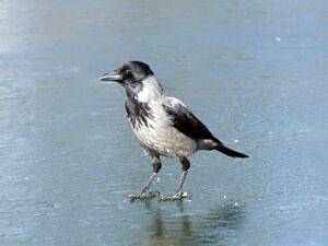 hooded crow 4747861 1920 300x225 int